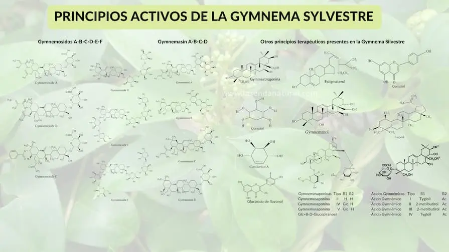 Principios activos de la gymnema silvestre