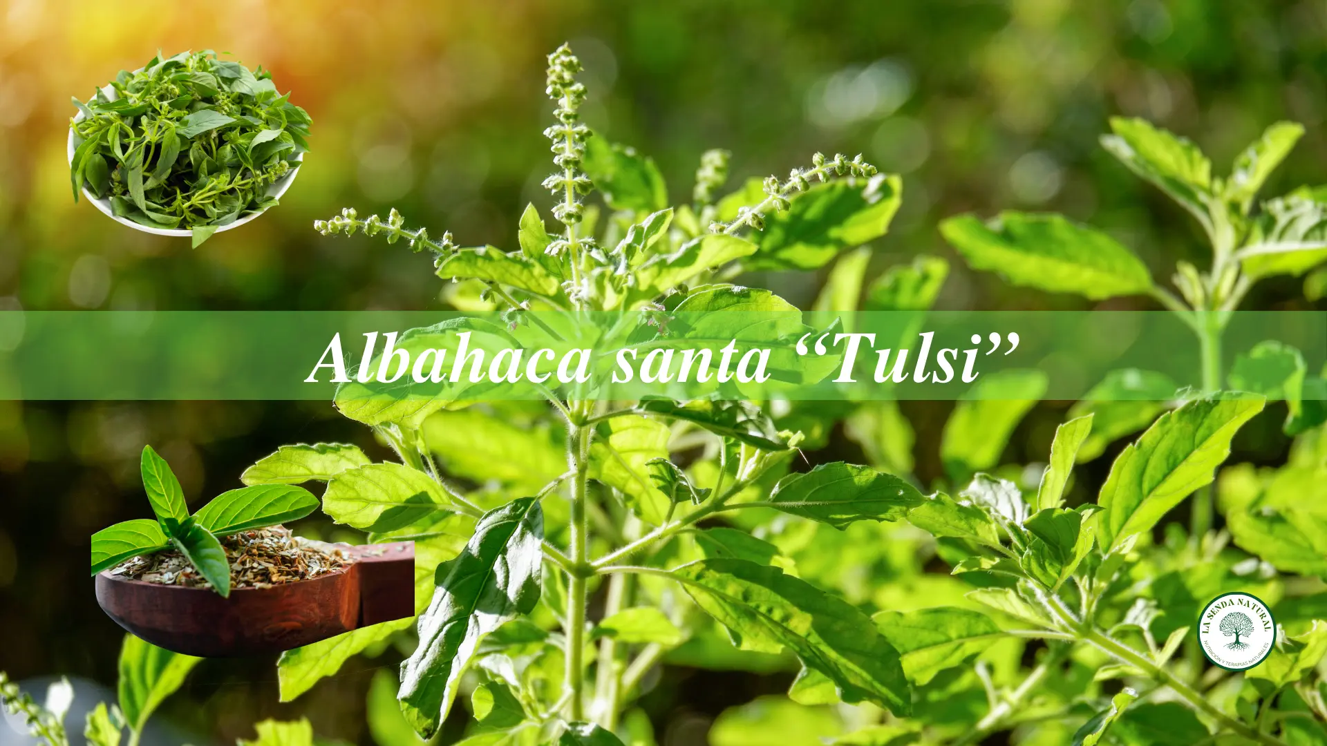 Qué es la albahaca santa - tulsi