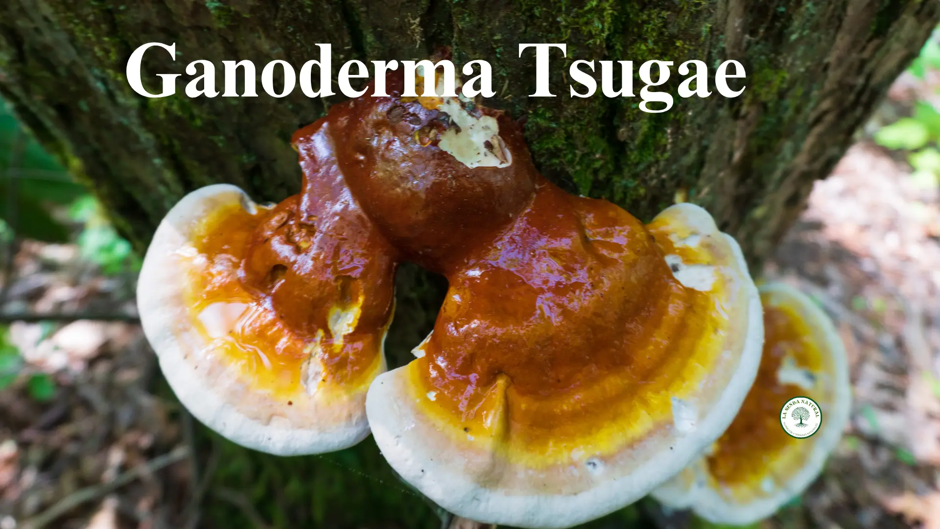 Qué es el ganoderma Tsugae