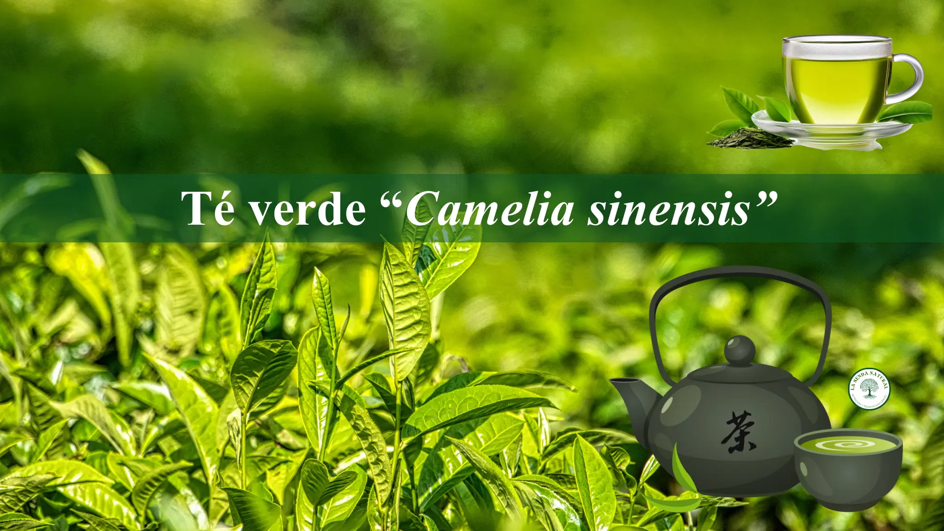 Qué es el té verde