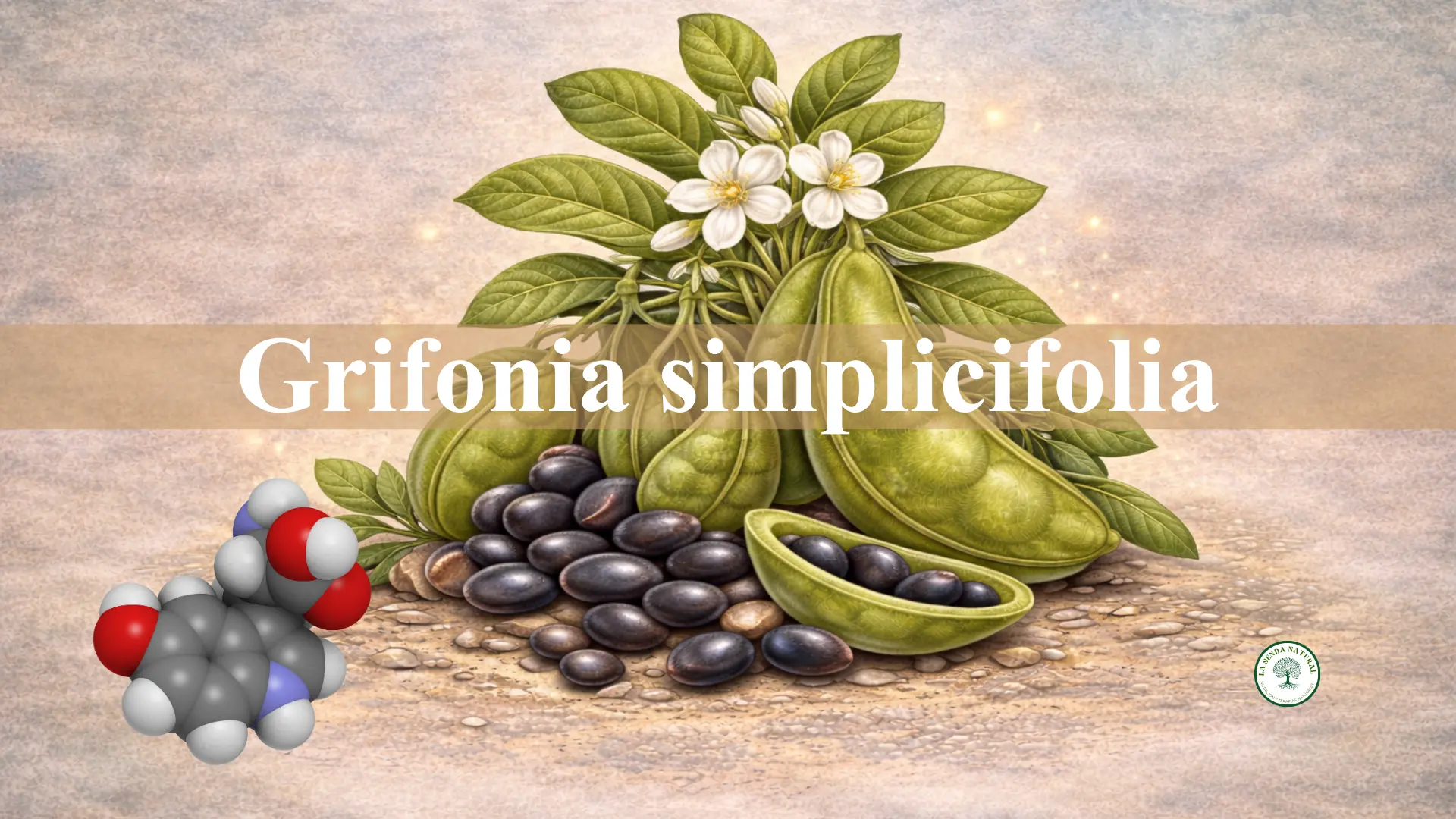 Qué es la grifonia simplicifolia