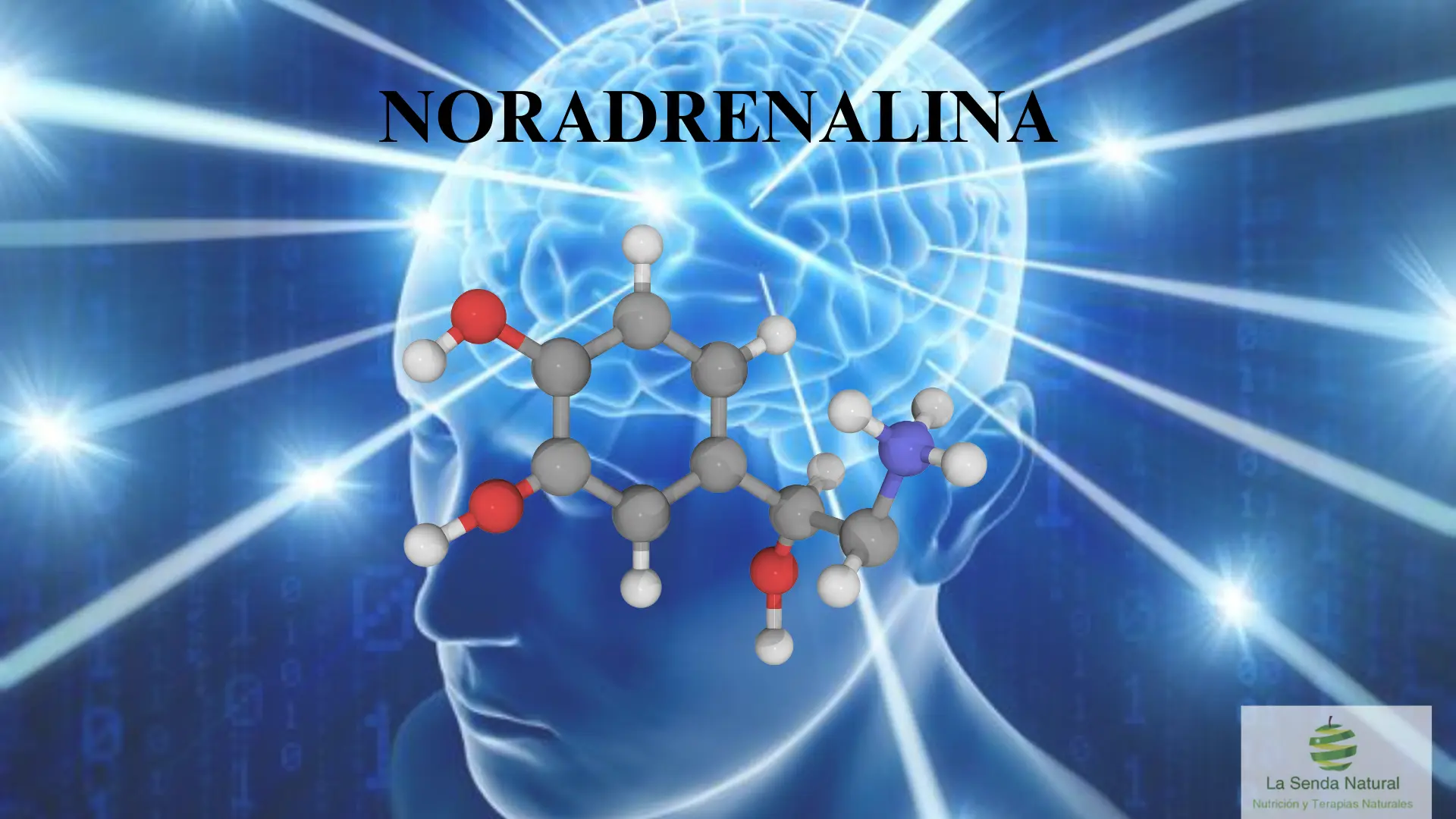 Qué es la noradrenalina