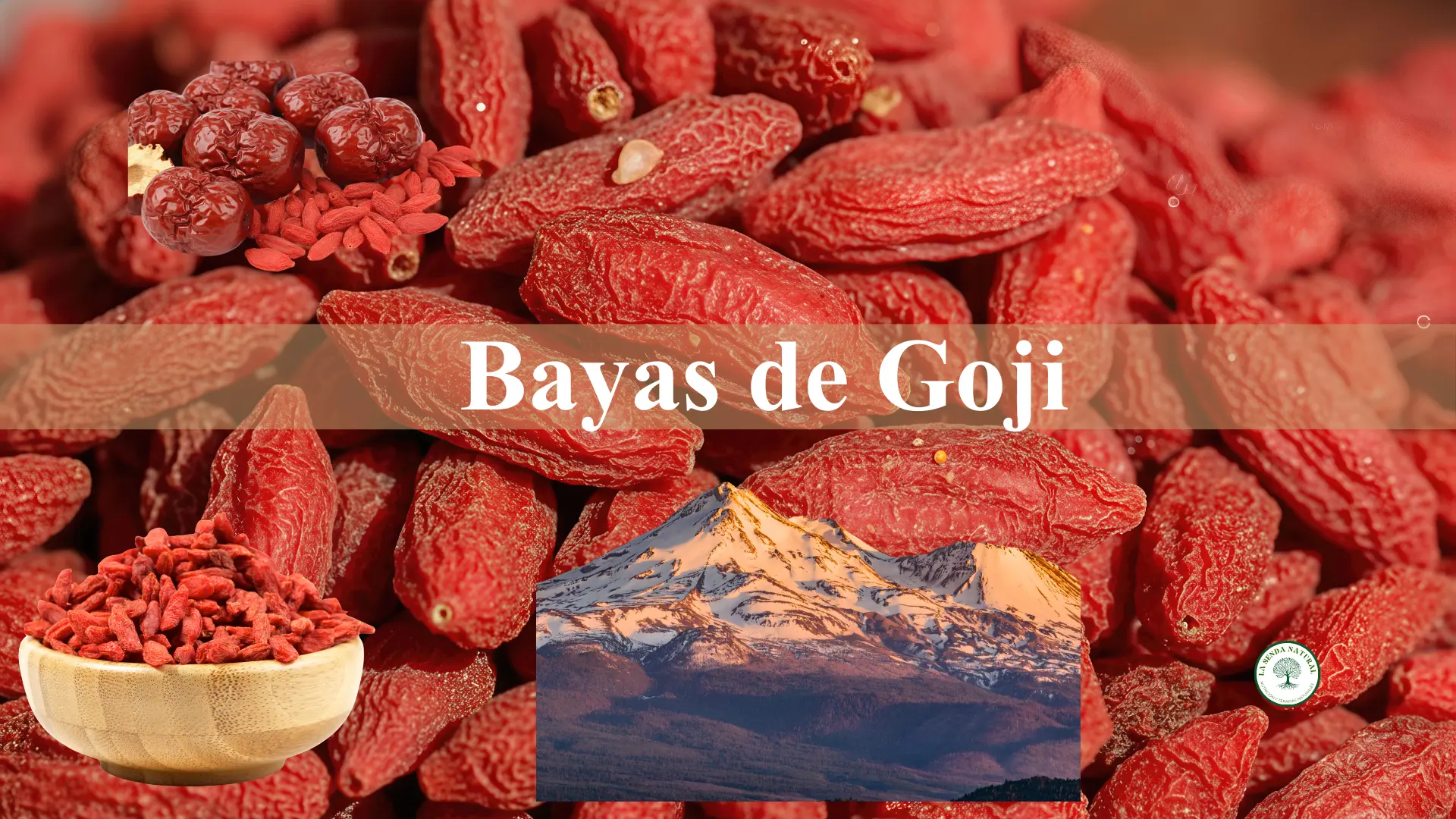 Qué son las bayas de Goji