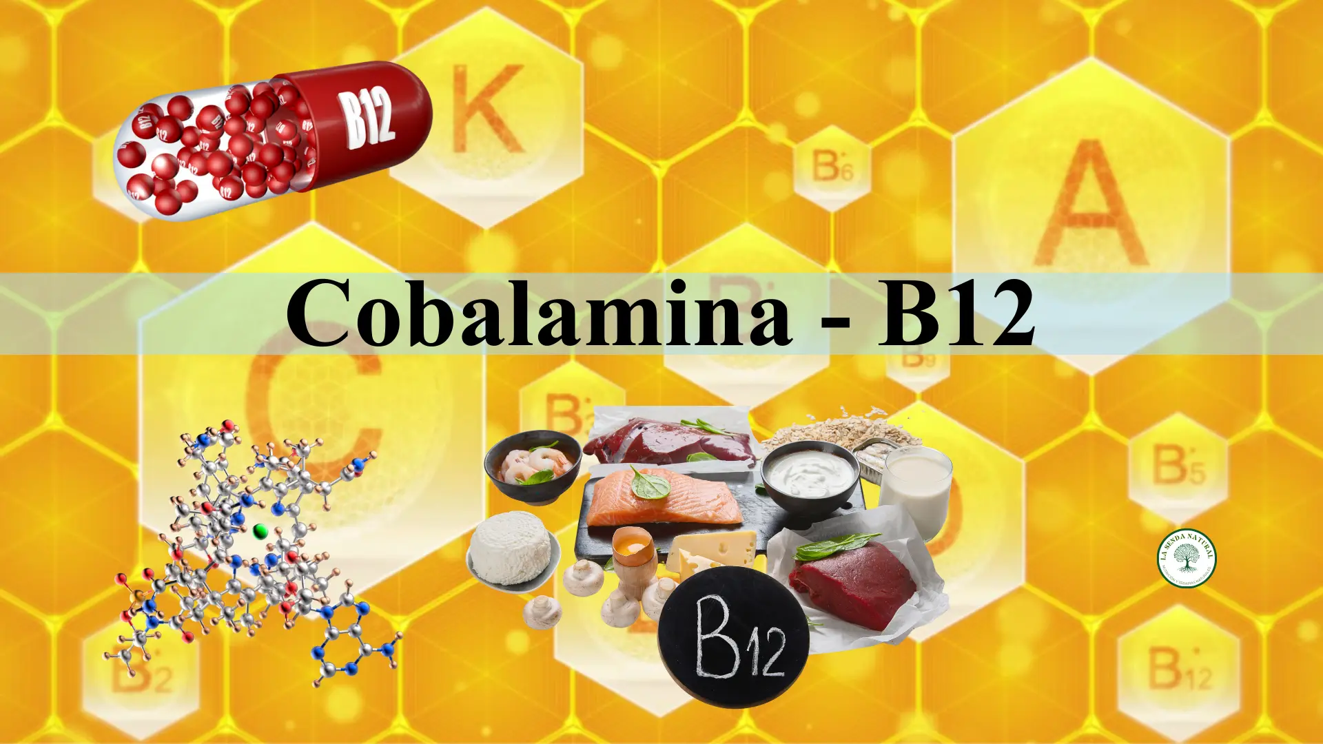 Qué es la vitamina B12