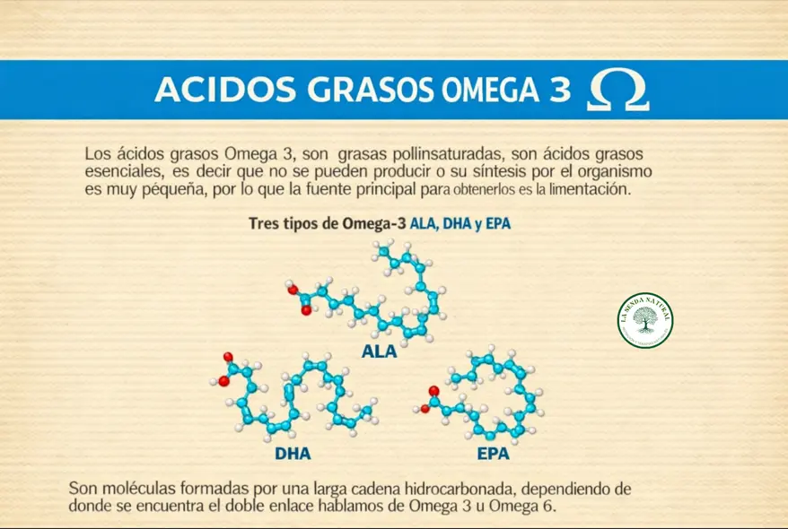 Que son los acidos grasos omega 3