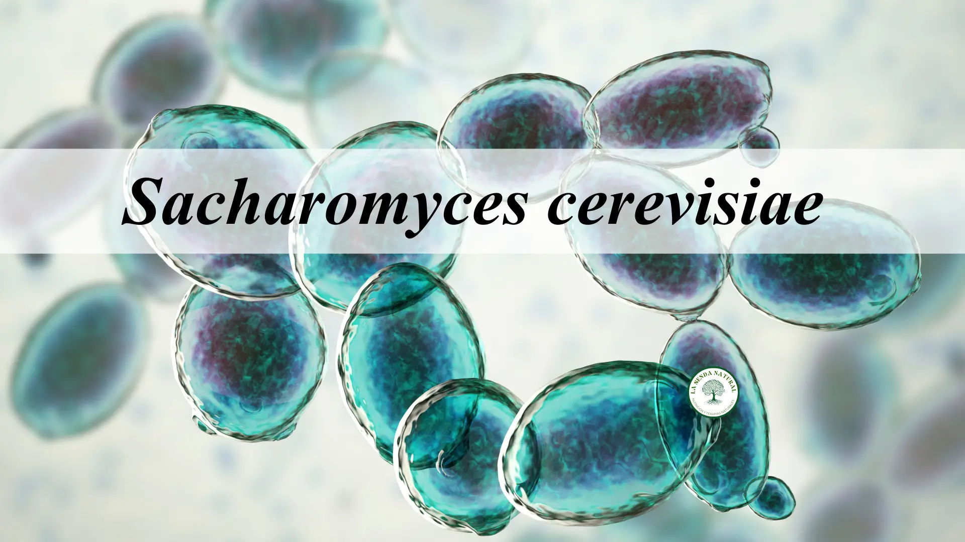 Sacharomyces cerevisiae