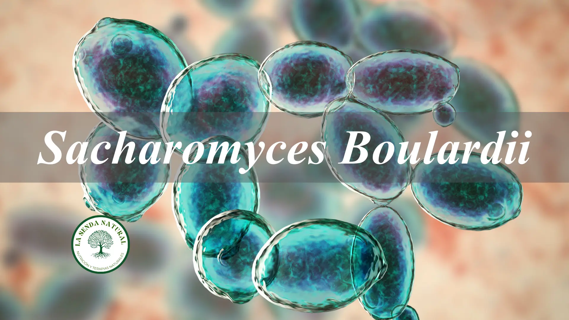 Sacharomyces boulardii