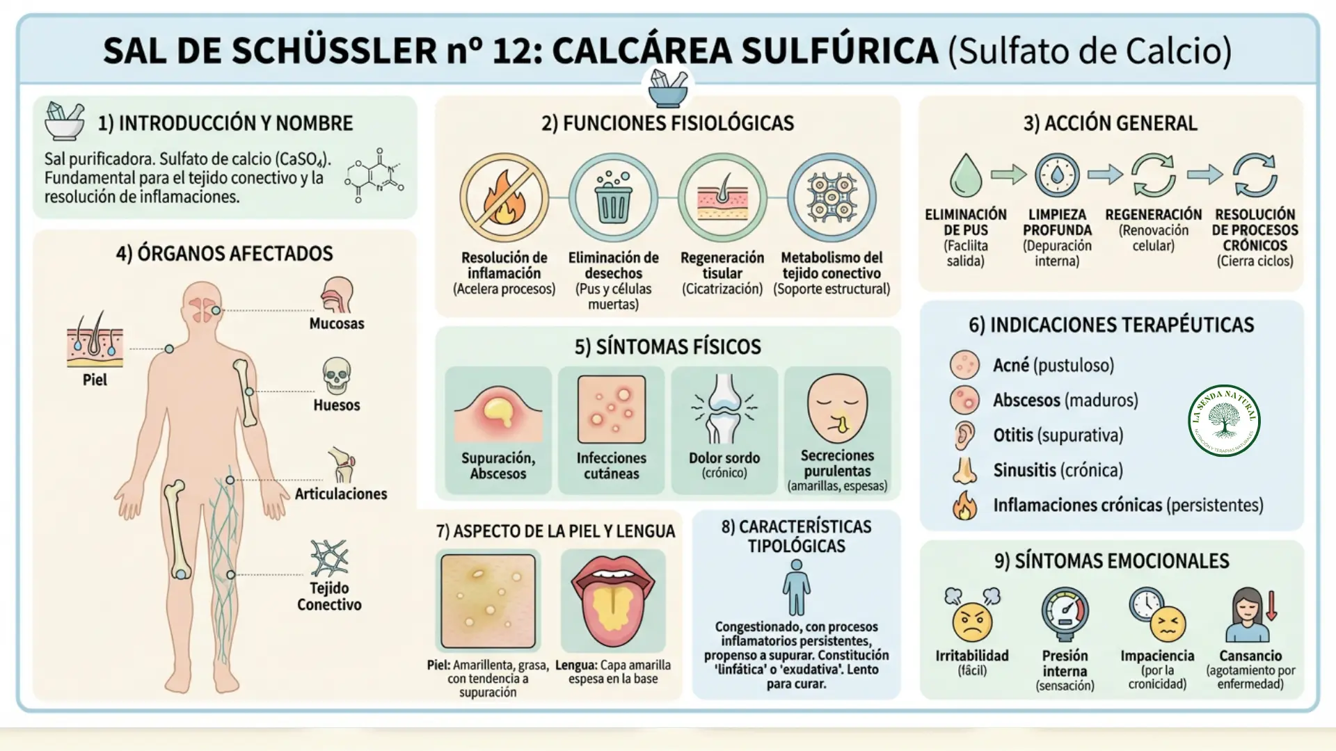 Sal nº 12 Calcarea sulfúrica