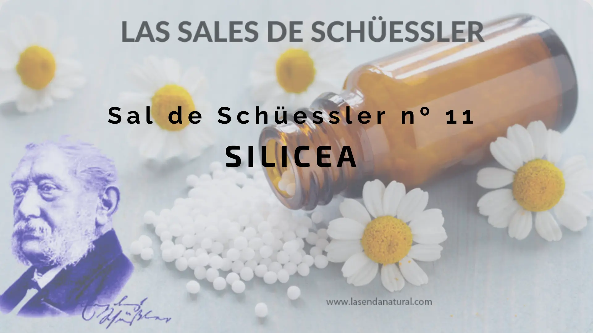 Sal n 11 Silicea