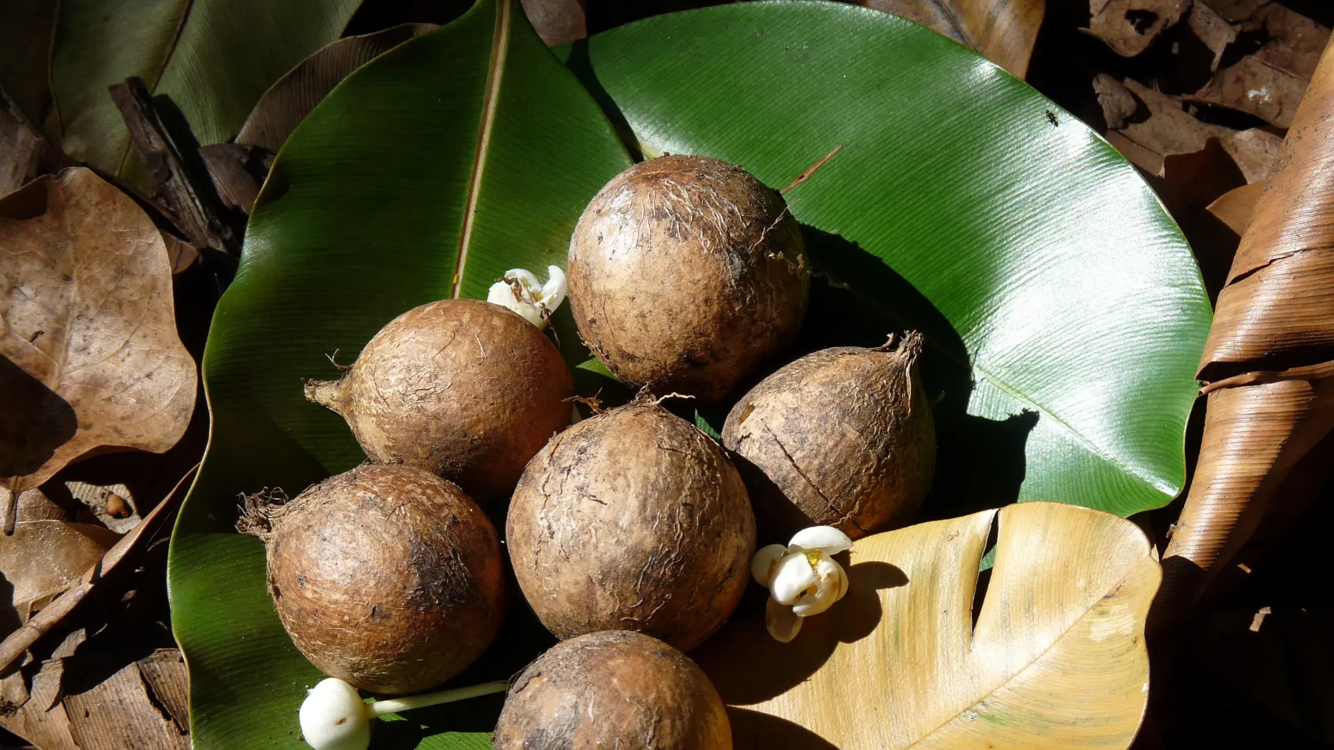 Semillas del árbol del tamanú
