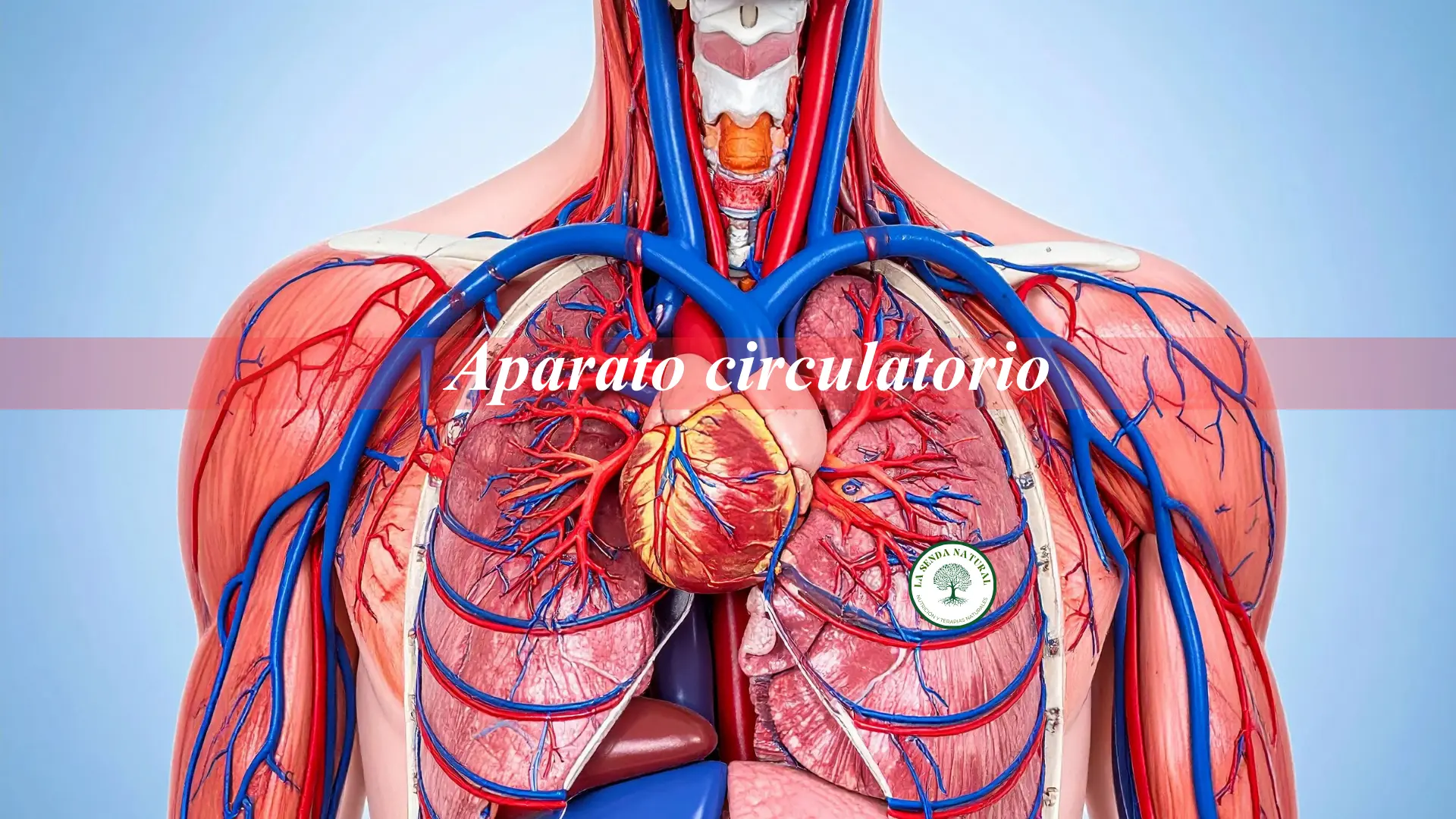 Aparato circulatorio