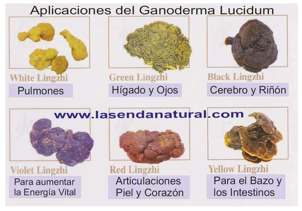 TIPOS DE HONGO REISHI