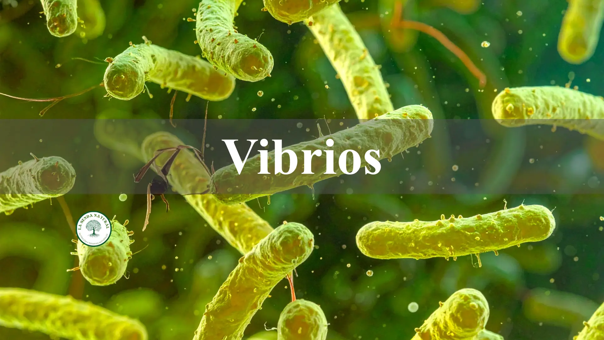 Vibrios