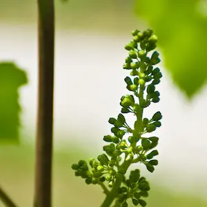 Vine