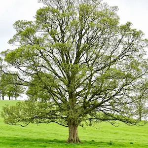 Walnut
