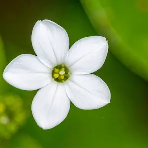 Water violet