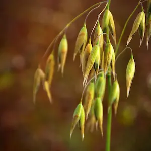 Wild oat