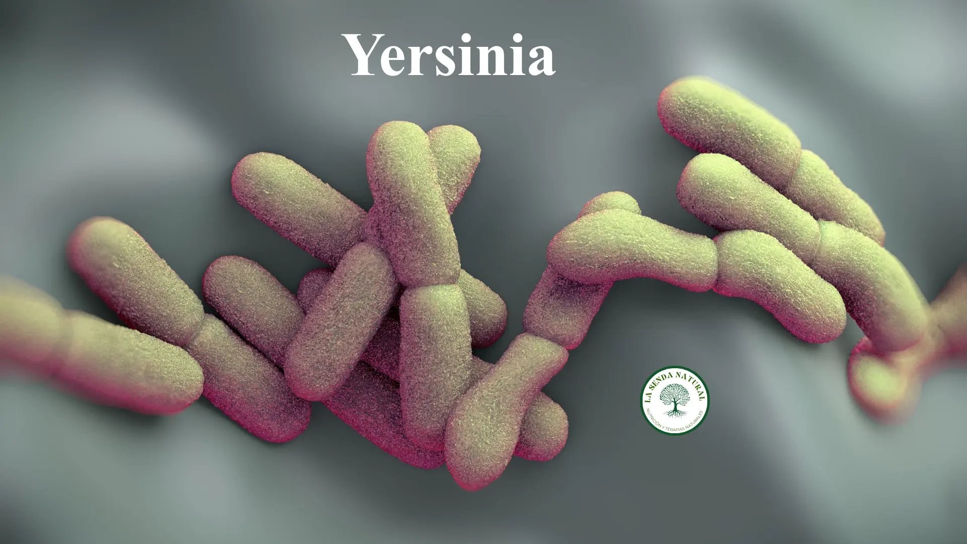 Yersinia