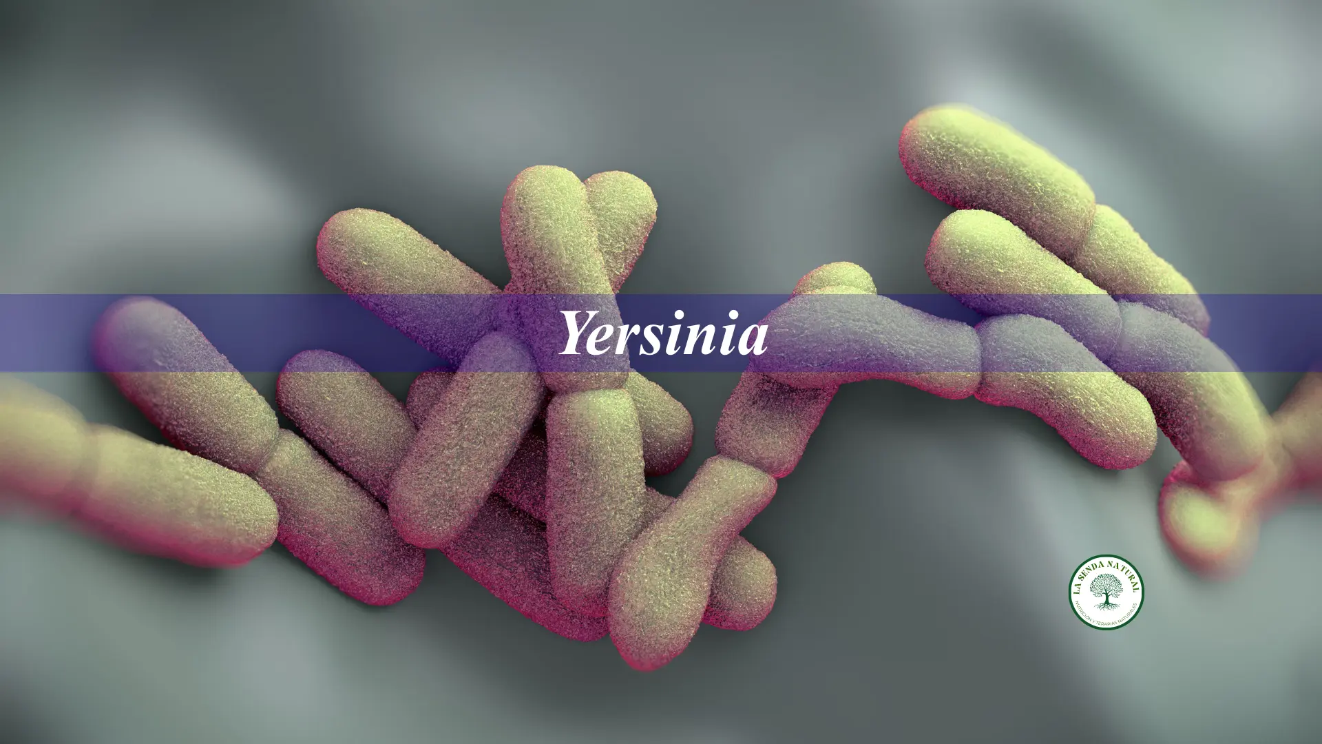 Yersinia