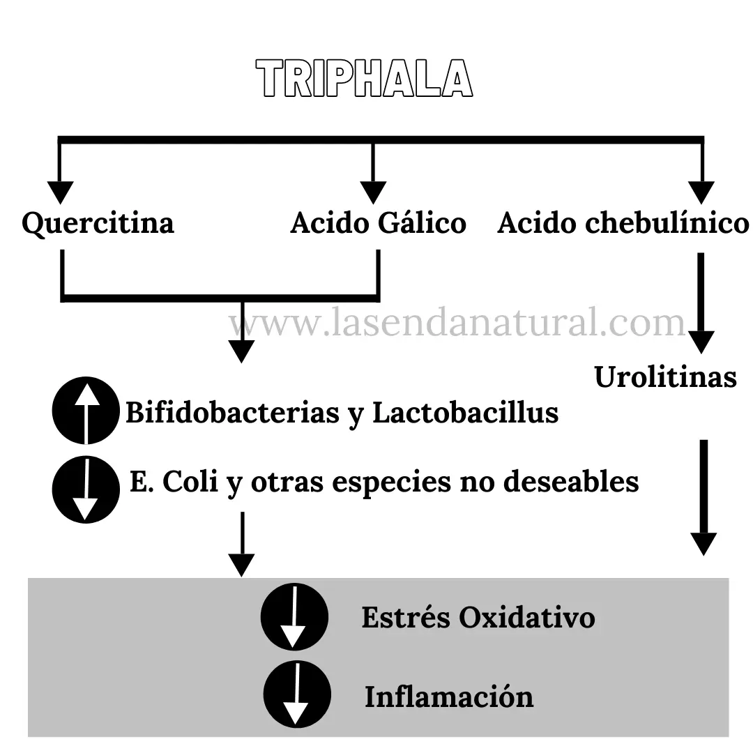 beneficios del Triphala