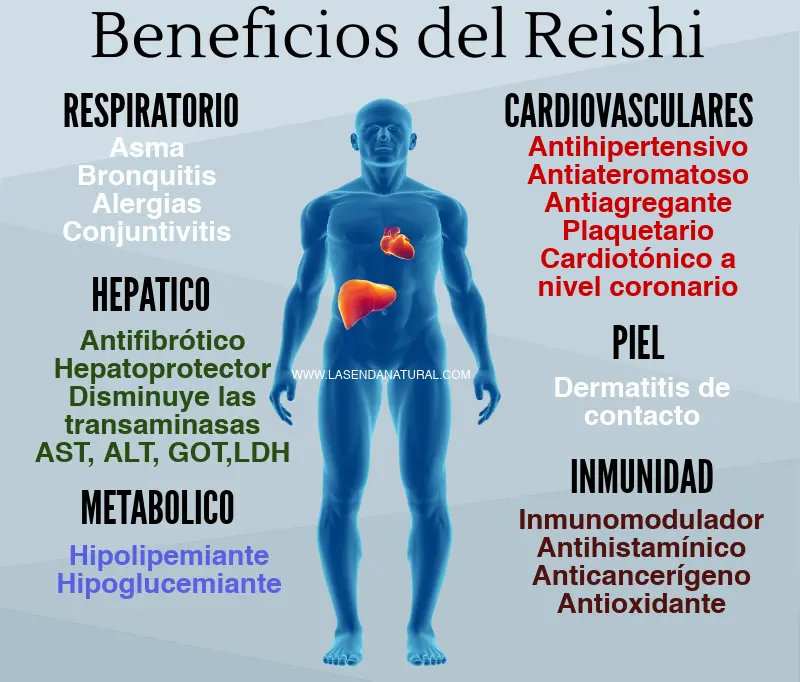 beneficios del reishi