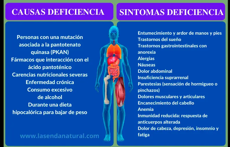 deficiencia de Acido pantoténico (B5)