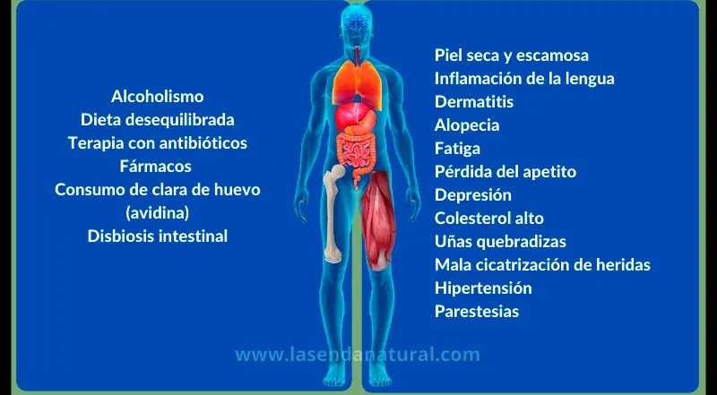 deficiencia de Biotina B8