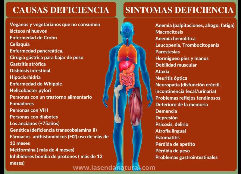 deficiencia de Cobalamina (B12)
