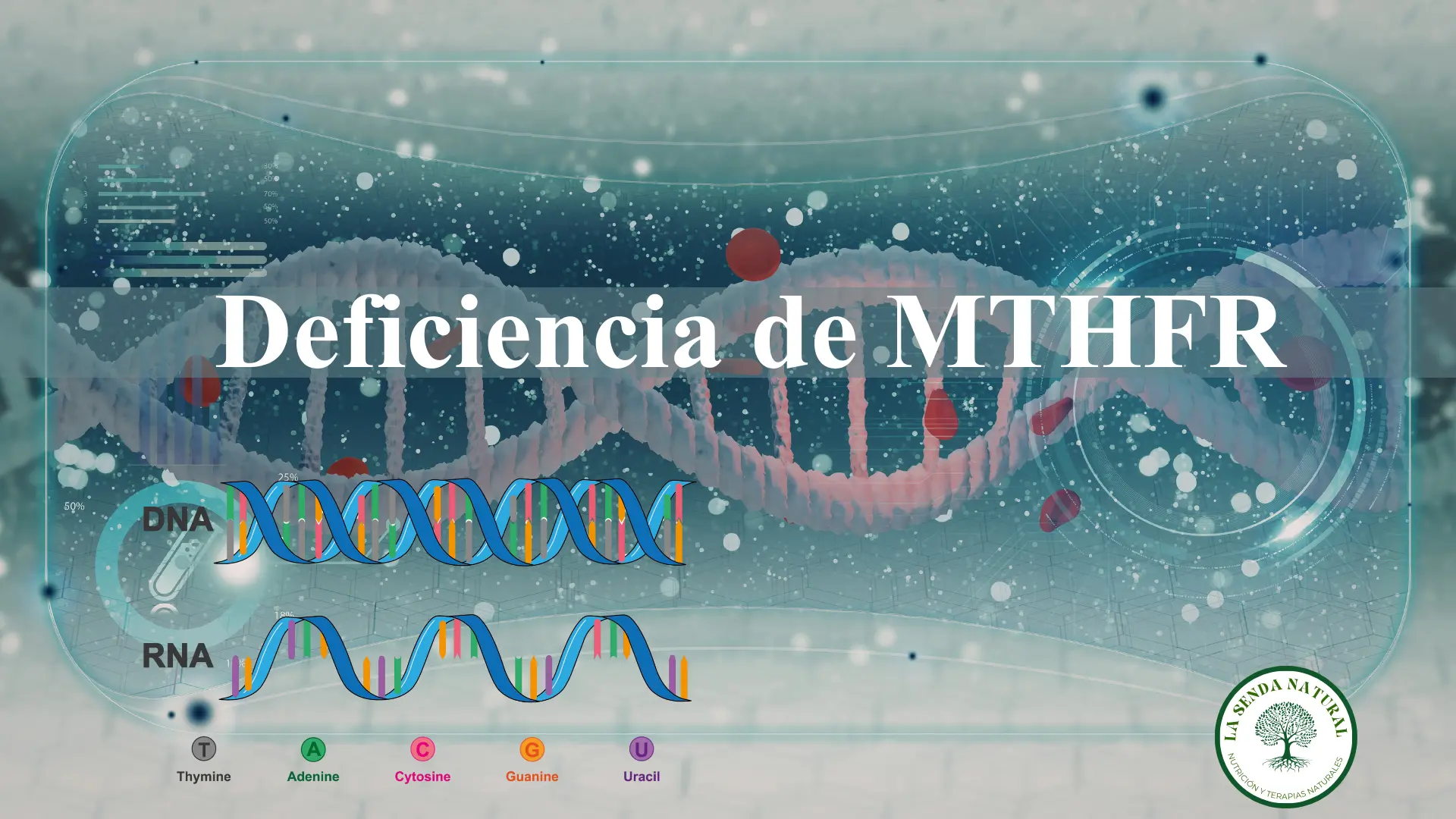 deficiencia de MTHFR