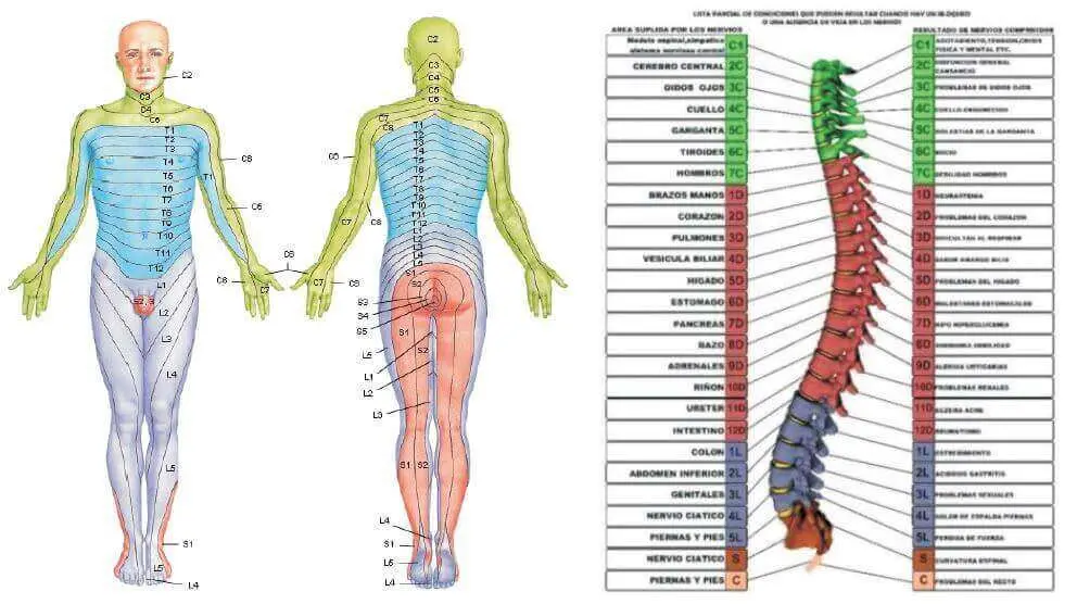 dermalgias-y-columna