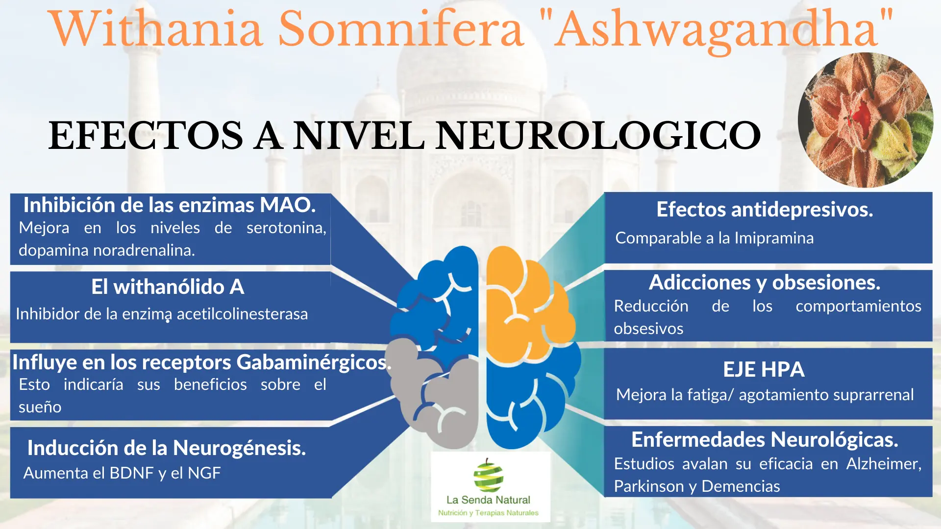 efectos de la Ashwagandha en el sistema nervioso