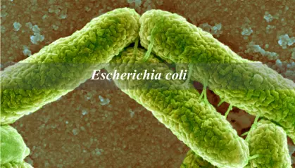 escherichia coli