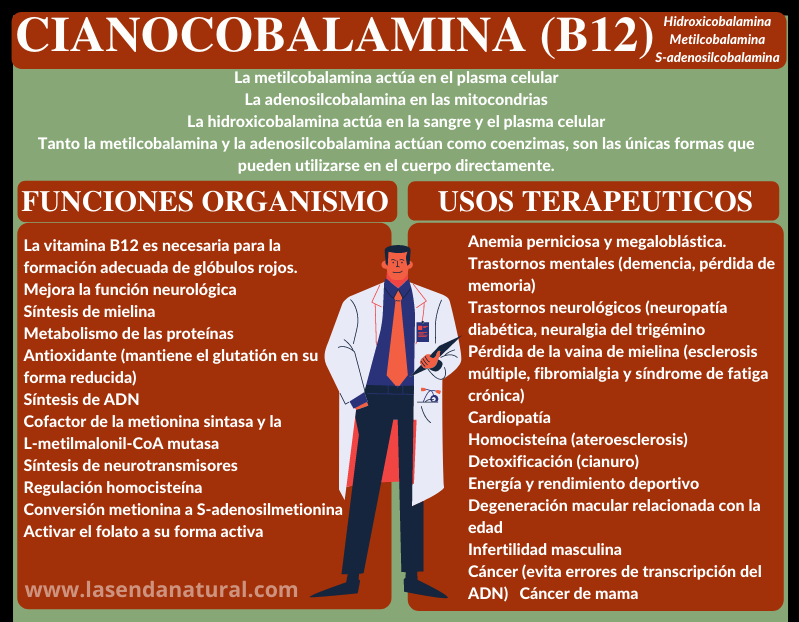 funciones de la cobalamina