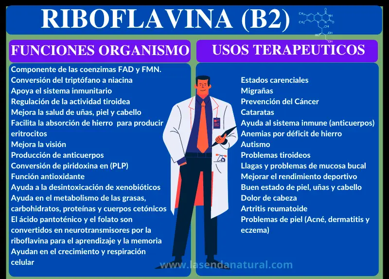 funciones de la riboflavina