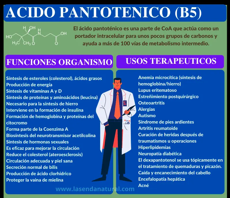 funciones del acido pantoténico