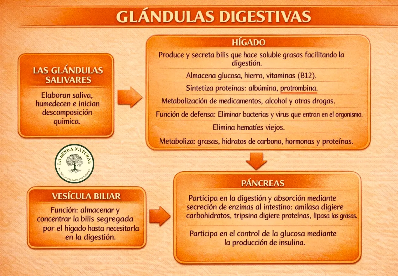 glándulas digestivas