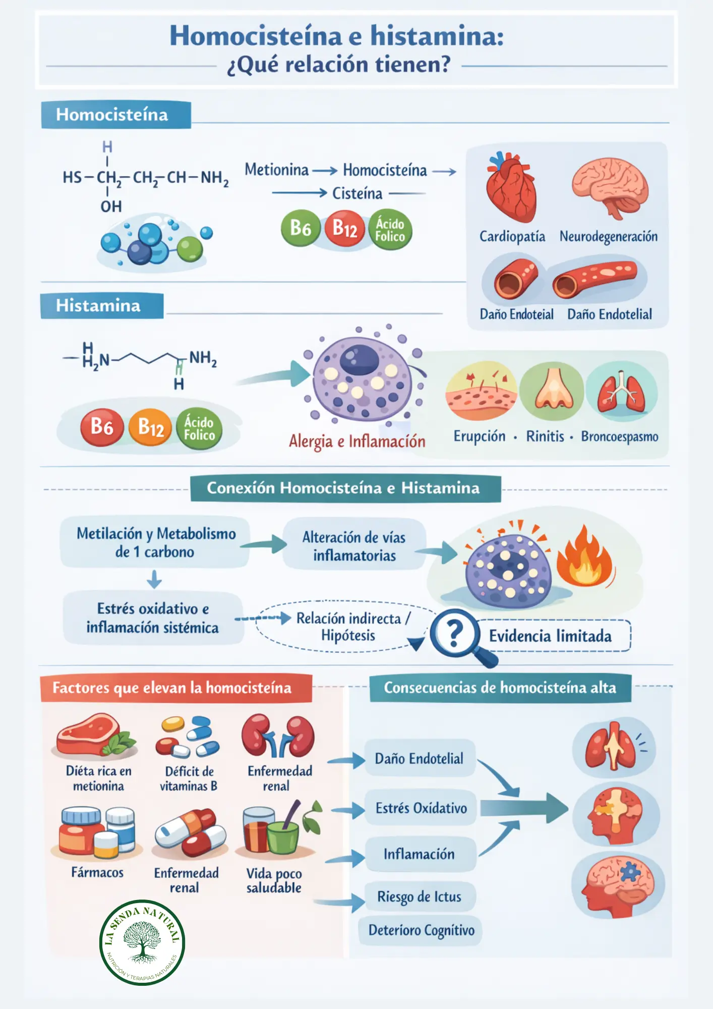 homocisteína y histamina