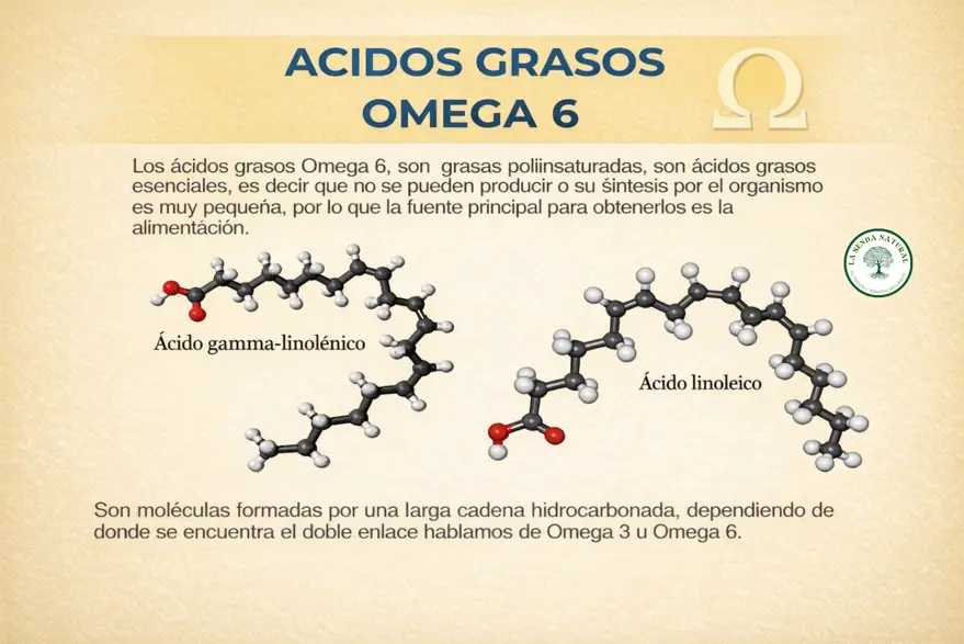 que son los ácidos grasos omega 6
