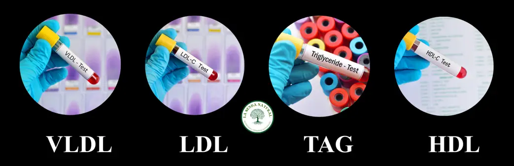 tipos de lipoproteínas