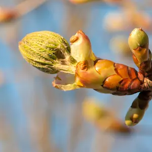 Chestnut bud