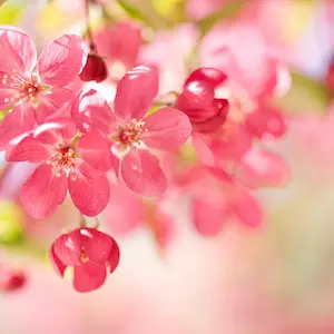 Crab apple