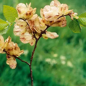 Elm