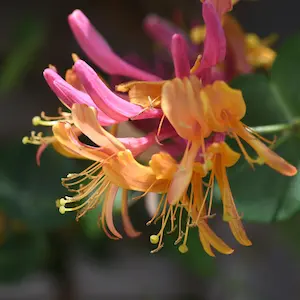 Honeysuckle