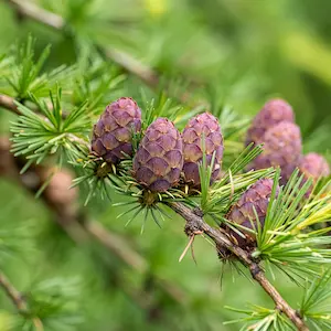 Larch
