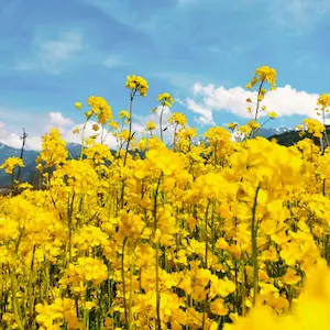 Mustard