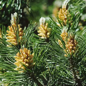 Pine