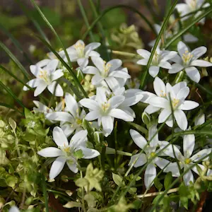 Star of Bethlehem