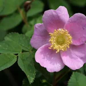Wild rose