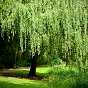 Willow