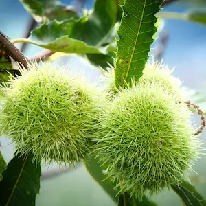 sweet chestnut